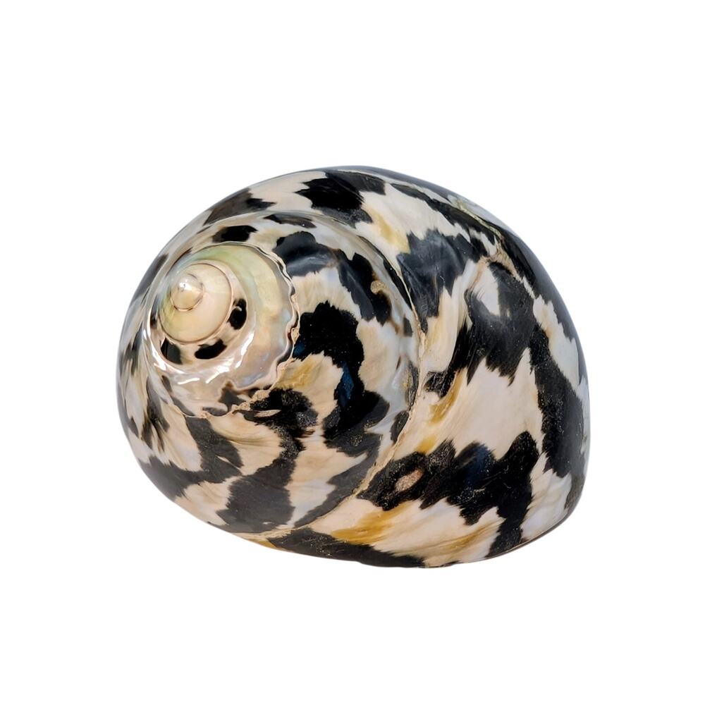Set of Two Magpie Turbo Shell Black and White Seashell Coastal Decor - Picture 2 of 5
